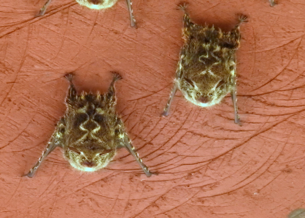 bats
