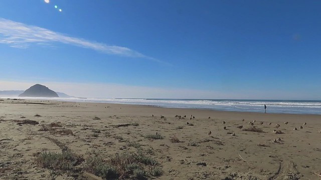 Long-billed Curlew (Numenius americanus), male, Morro Bay, CA