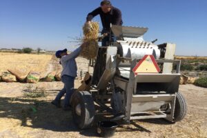 Grain threshing
