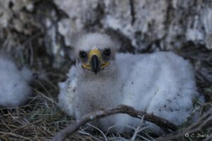 golden eagle chick