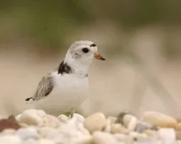 Picture of white bird