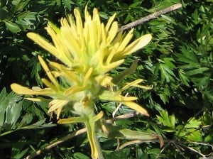 Castilleja christii from Mt. Harrison