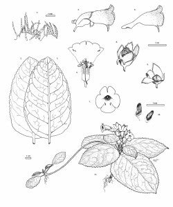 Line drawing of Chrisopheria xantha