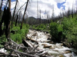 Stream running through a recently burned area.