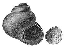 Valvata utahensis
