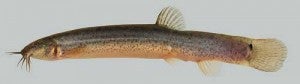Oriental Weatherfish