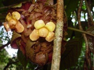 Pagothyra maculata from Les Nouragues, French Guiana