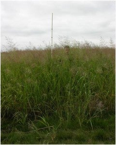 Grassy field