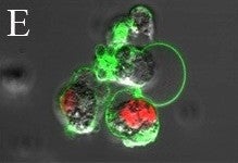 CD40L protein