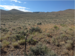 Sage steppe