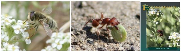 Ant with leaf and bee on flower
