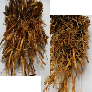 Roots