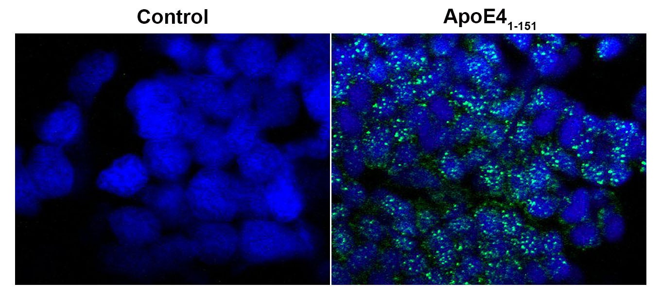 in vivo effects of apoE fragments in zebrafish