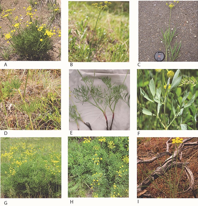 Individuals of the Lomatium triternatum complex