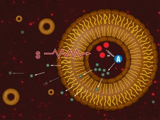Liposome Diagram