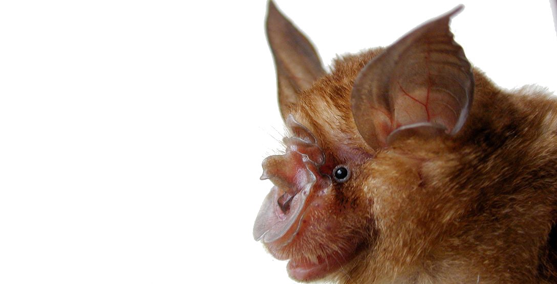 bat