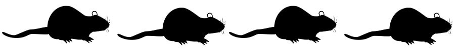 Rats