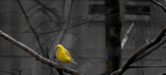 bird on a prison wire