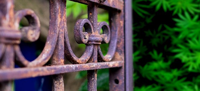Marijuana leaves visible behind a gate