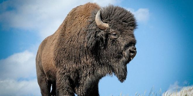bison