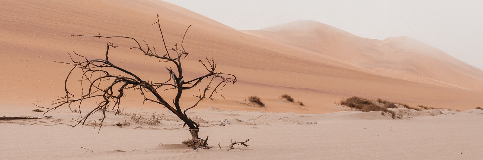 shrub in desert