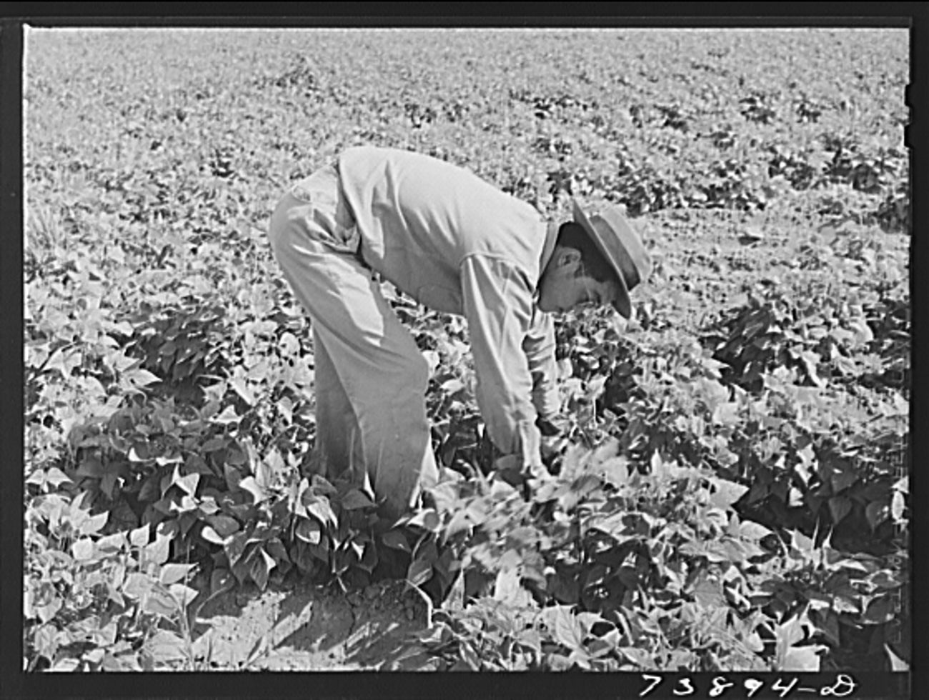 farm work