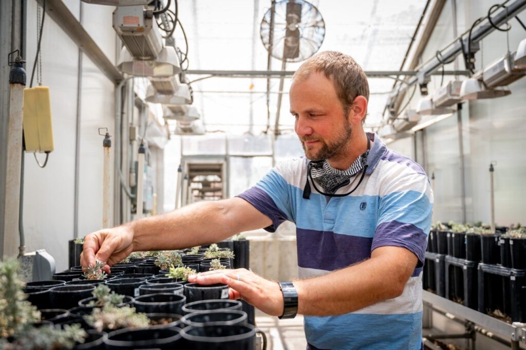 Researcher growing sagebrush samples, photo showcases the uniqueness of the greenhouse where research is being conducted
