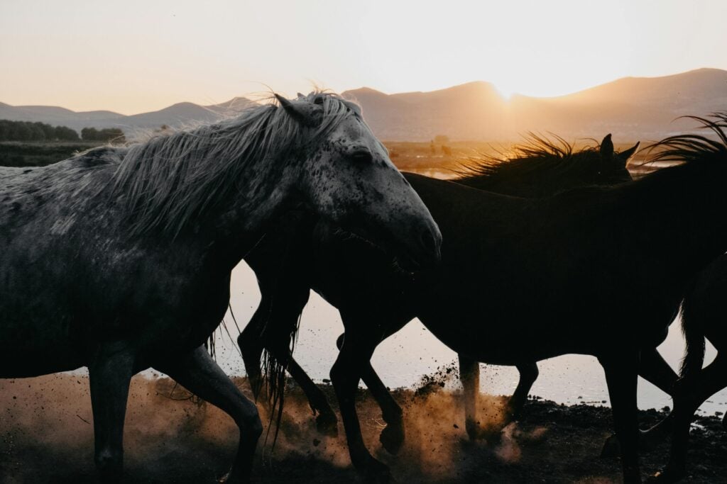 Wild Horses Running
