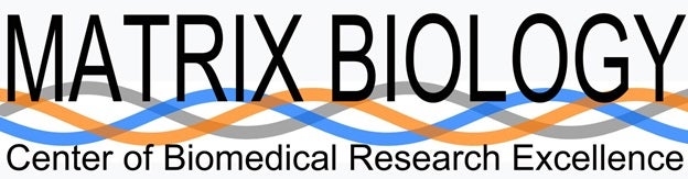 matrix biology center of biomedical research excellence
