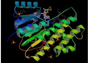 Structure of human carbonyl reductase
