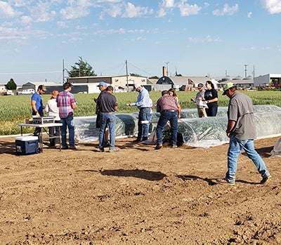 Field research on wildfire smoke impacts on potato crop yield.