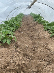 Smoke saturates rows of experimental potatoes at the Parma Research and Extension Center in the summer of 2022.
