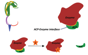 Graphic of Protein-Protein Interface