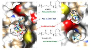 Graphic of RhlI pocket structure