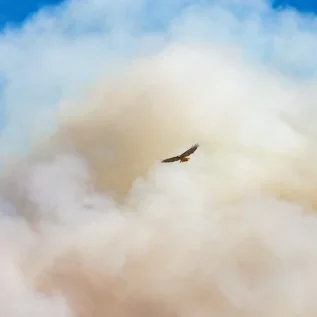 A hawk flying in front of smoke