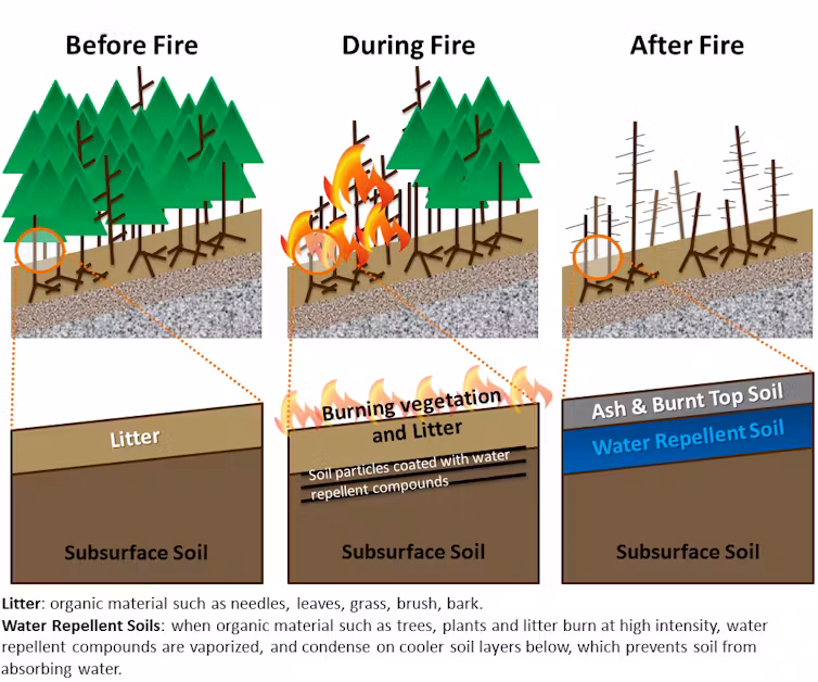 Illustrations show how fire can change the soil and landscape