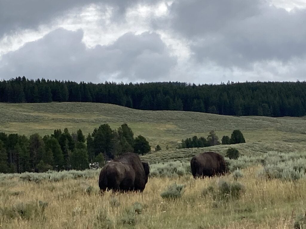 Two bison outdoors