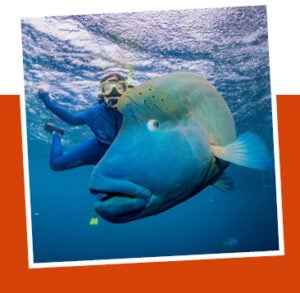 International business student snorkeling