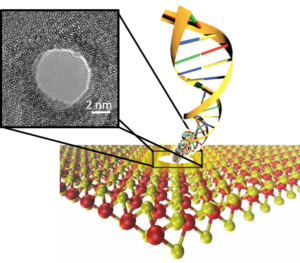 Detection of Methylation