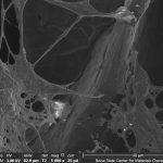 GrapheneFoam