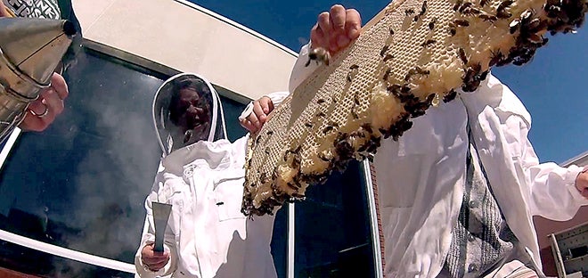 Bee Team