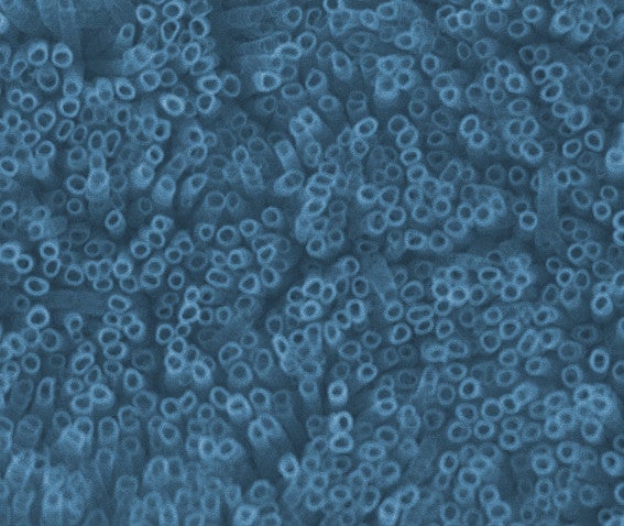 microscopic image by the Xiong Group