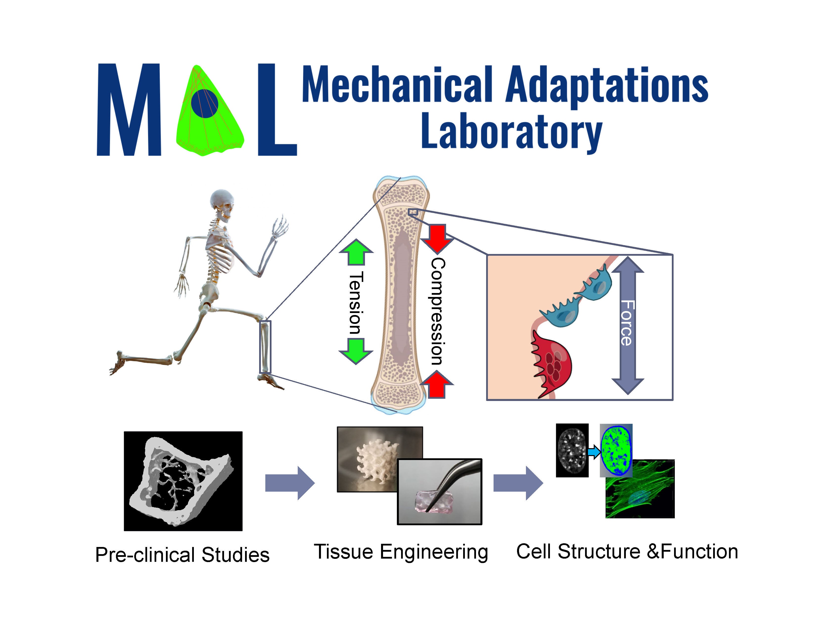 graphical representation of skeletal impact on leg