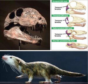 comparative image showing the evolution of temporal fenestrae in amniote skulls