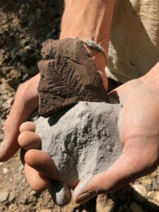 close up of a hand holding two fossils