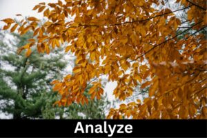 orange tree leaves on a branch with the word Analyze underneath