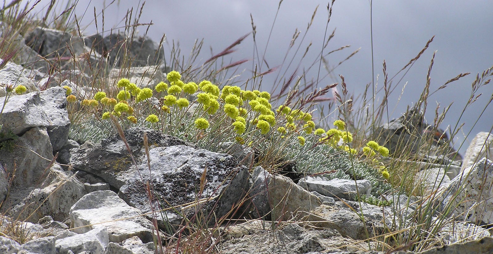Sawtooth range landscape