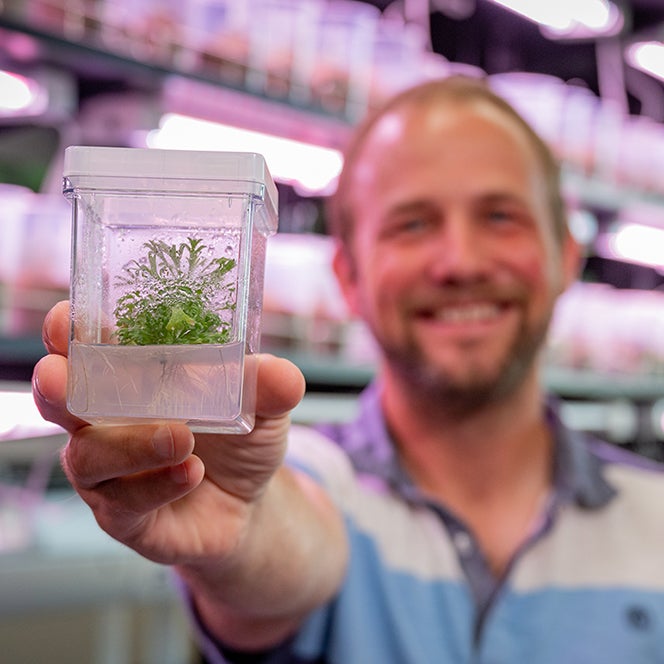 Boise State EPSCoR GEM3 project, Genomics Lab and Greenhouse research on sagebrush, Dr. Sven Buerki, photo by Priscilla Grover
