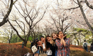 Students standing beneath blooming cherry blossoms in a park, enjoying a vibrant, joyful springtime scene.