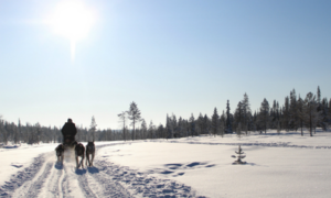 Person sledding with three dogs on snowy trail, surrounded by sunlight, winter landscape and trees.